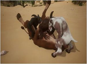 Three Goats fuck One Cow - Wildlife